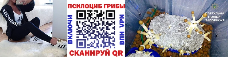 Псилоцибиновые грибы Psilocybe  Купить  Сольцы 